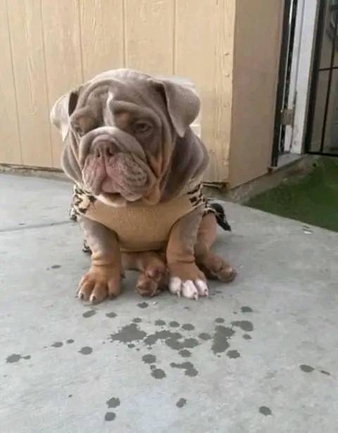 English Bulldog